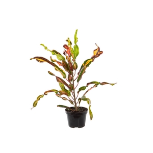 CROTON MAMMY P11