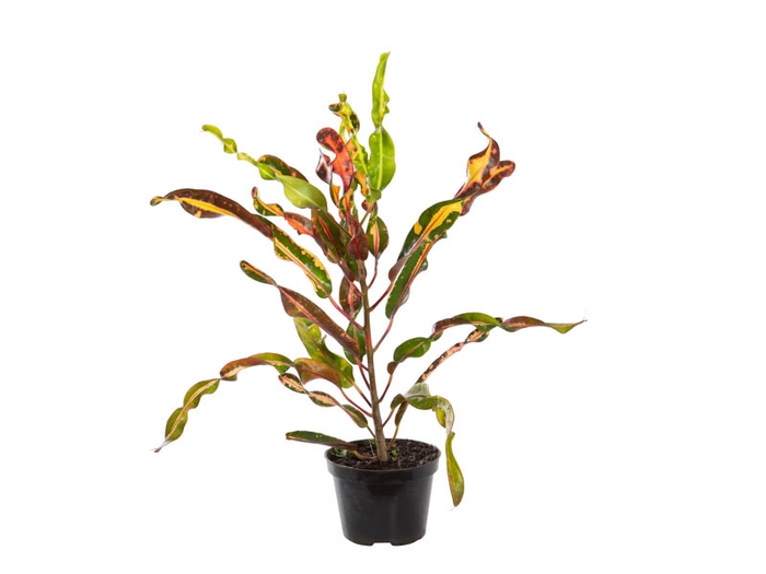 <h4>CROTON MAMMY P11</h4>