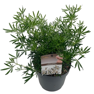 Choisya tern. 'White Dazzler' ® sense