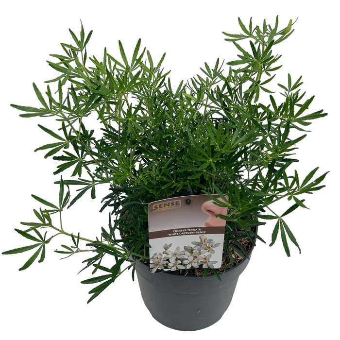 <h4>Choisya tern. 'White Dazzler' ® sense</h4>