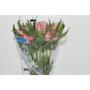ALSTROEMERIA DUBAI 080 CM