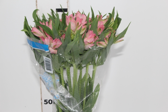 <h4>ALSTROEMERIA DUBAI 080 CM</h4>