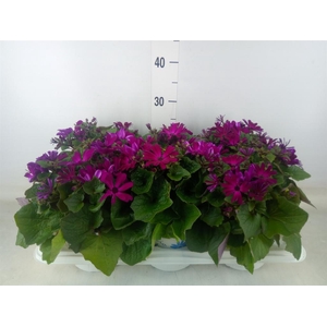 Pericallis cr. 'Mandala Magenta'