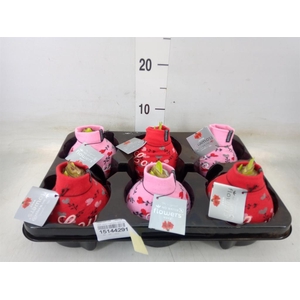 Hippeastrum   ...waxed