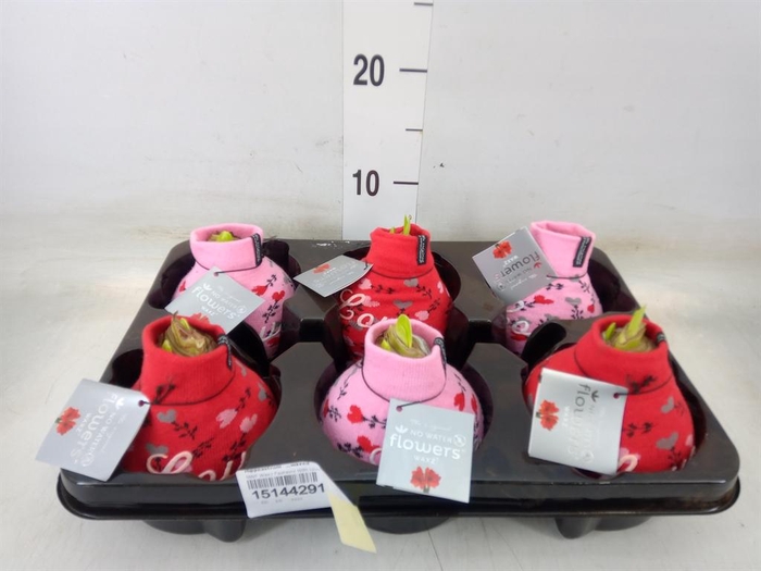 <h4>Hippeastrum   ...waxed</h4>