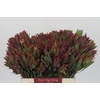 Leucadendron Highlight
