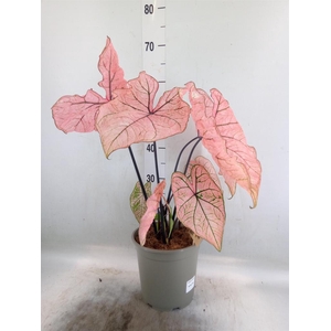 Caladium   ...