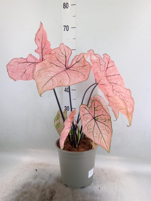 <h4>Caladium   ...</h4>