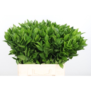 Ruscus