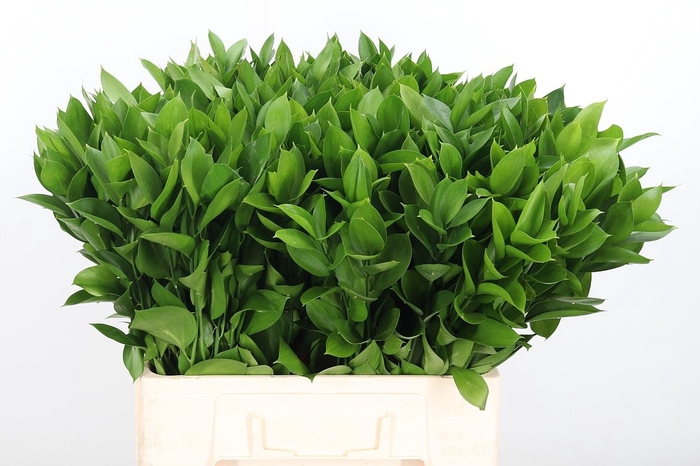 <h4>Ruscus</h4>