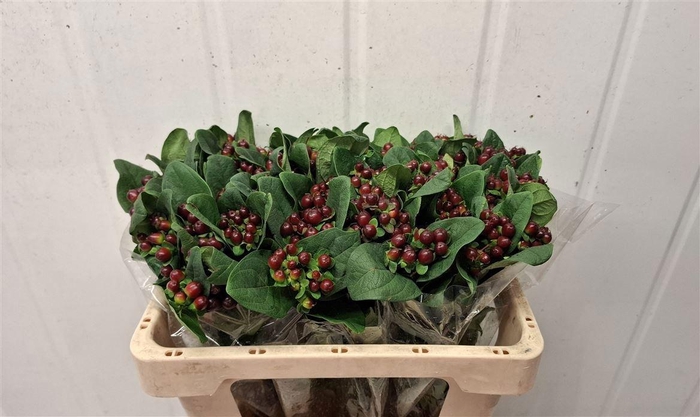 <h4>HYP GLOBO BURGUNDY</h4>