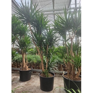 Yucca elephantipes 3 armen