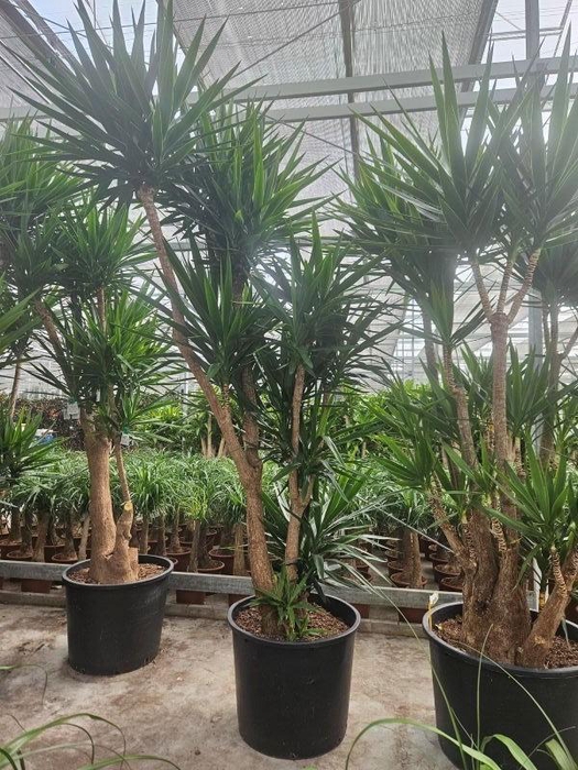<h4>Yucca elephantipes 3 armen</h4>