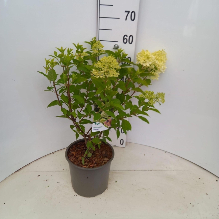 <h4>Hydrangea paniculata Limelight</h4>