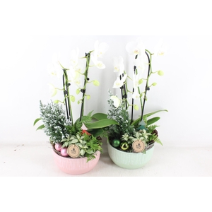 arr2 PL - Ker. roze/green phal. wit
