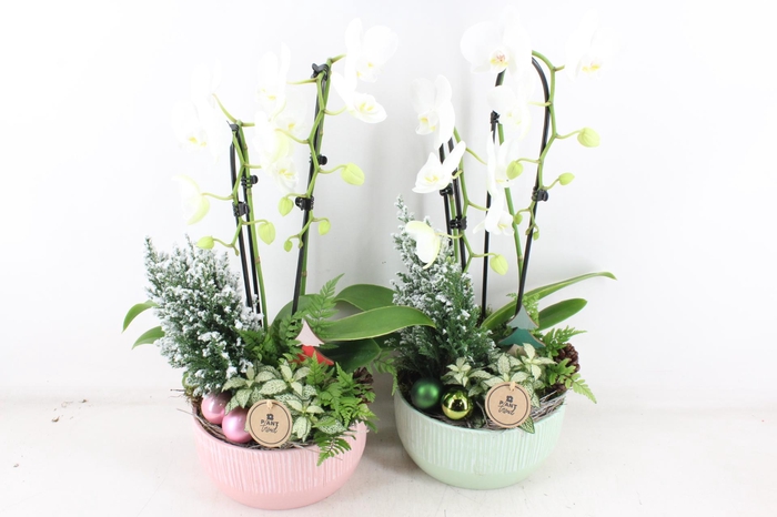 <h4>arr2 PL - Ker. roze/green phal. wit</h4>