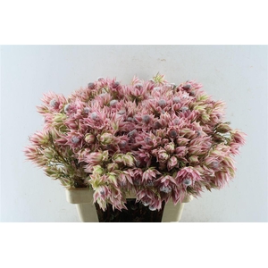 Blushing Brides Pink 6-9