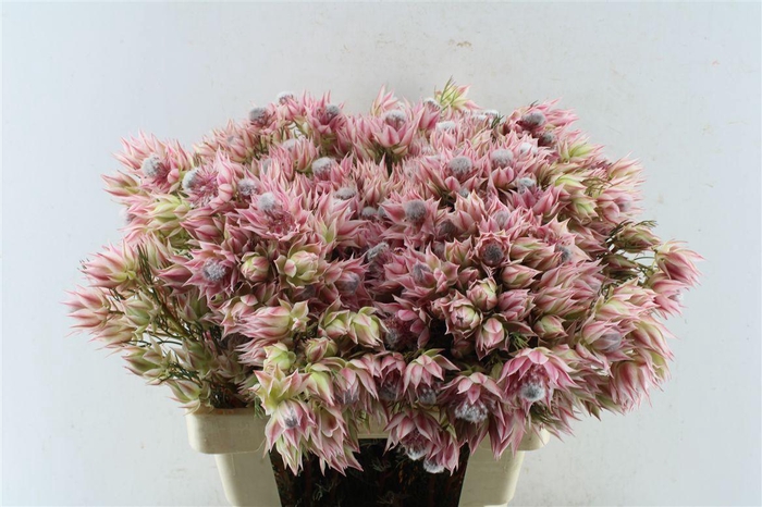 <h4>Blushing Brides Pink 6-9</h4>