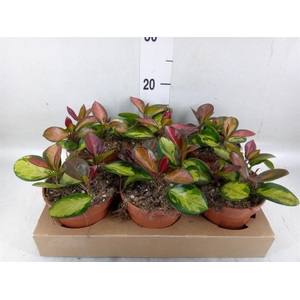 Hoya australis 'Lisa'