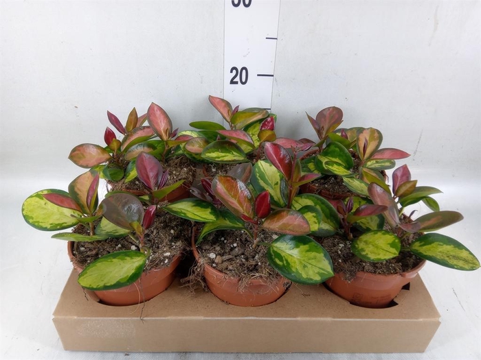 <h4>Hoya australis 'Lisa'</h4>