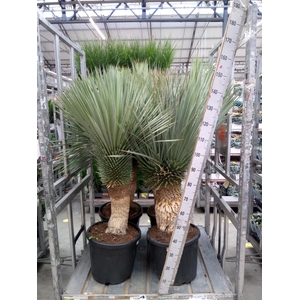 Yucca rostrata