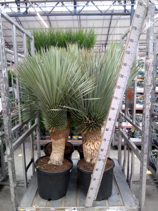 <h4>Yucca rostrata</h4>
