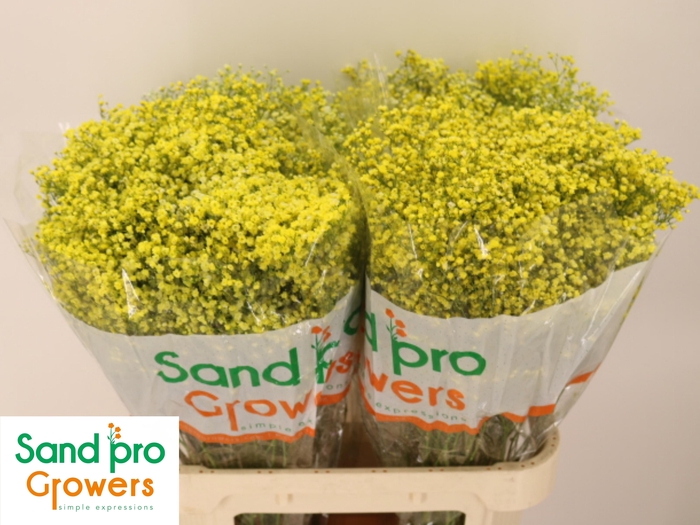 <h4>GYPS KLB H%</h4>