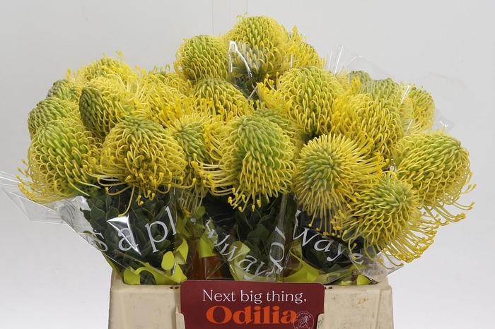 <h4>Nutans High Gold</h4>