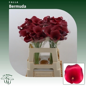 Calla Bermuda