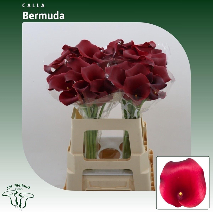 <h4>Calla Bermuda</h4>