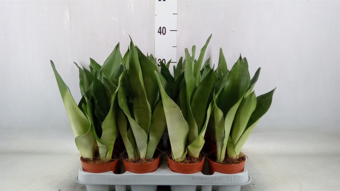 <h4>Sansevieria trifa. 'Moonshine'</h4>