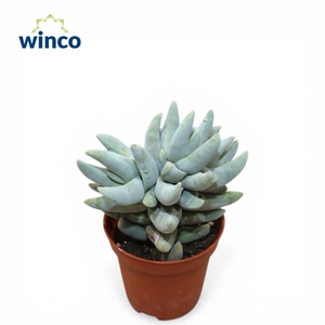 Crassula Cornuta