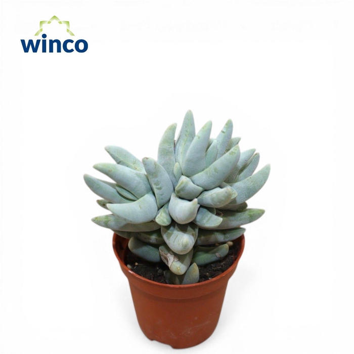 <h4>Crassula Cornuta</h4>