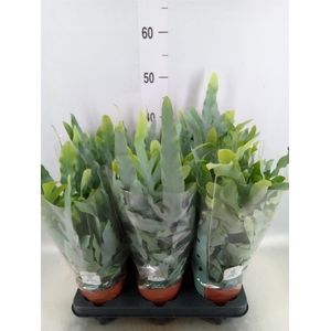 Phlebodium aureum 'Blue Star'