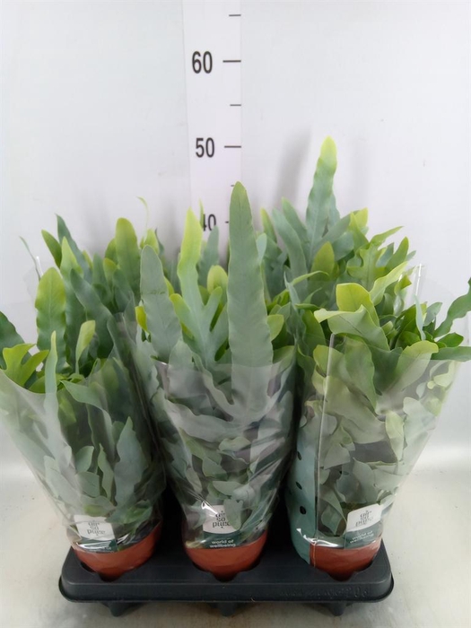 <h4>Phlebodium aureum 'Blue Star'</h4>