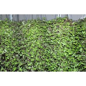 CALLISIA C21