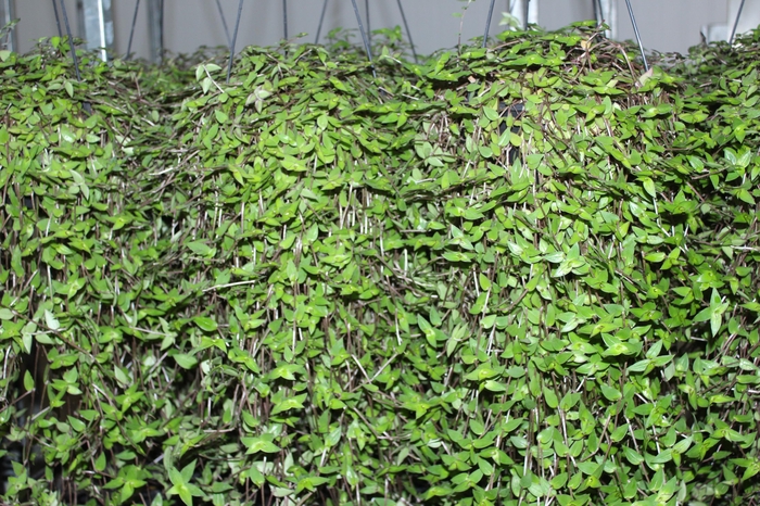 <h4>CALLISIA C21</h4>