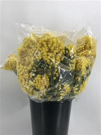 <h4>Acacia D Tournaire 400 Gr Giallo</h4>