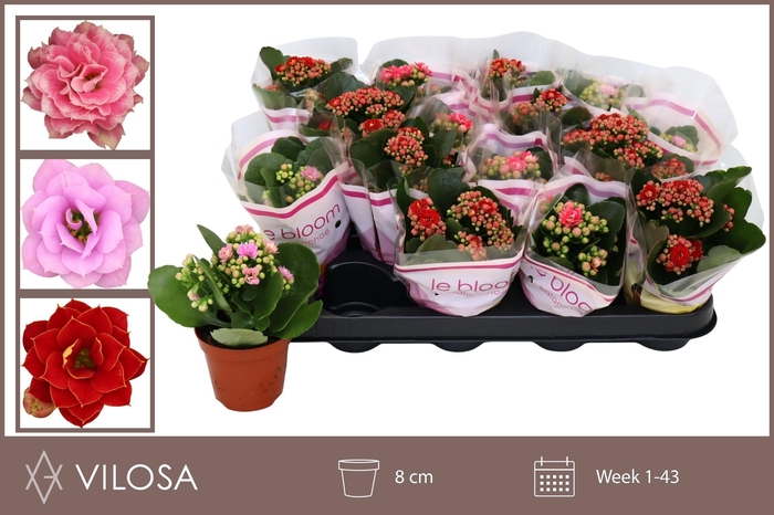 arr8 Kal Ge Gem 3 Kl