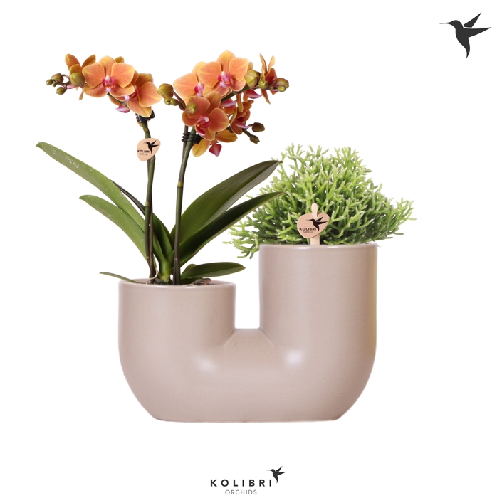 <h4>Phal Kolibri Oranje 2 Tak Keramiek Tube Sand</h4>