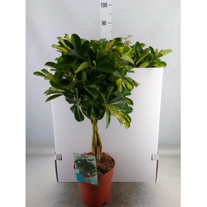 Schefflera arbor. 'Gold Capella'