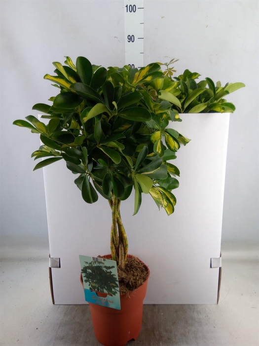 <h4>Schefflera arbor. 'Gold Capella'</h4>