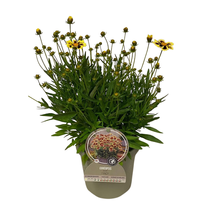 <h4>Coreopsis overig</h4>