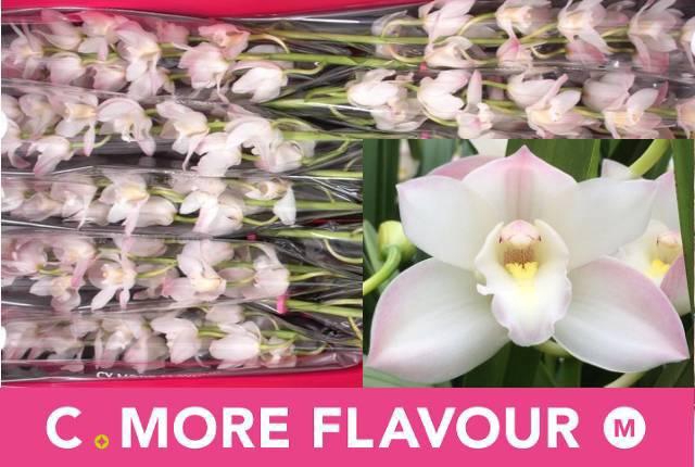 <h4>CYMB MI JOSHUA</h4>