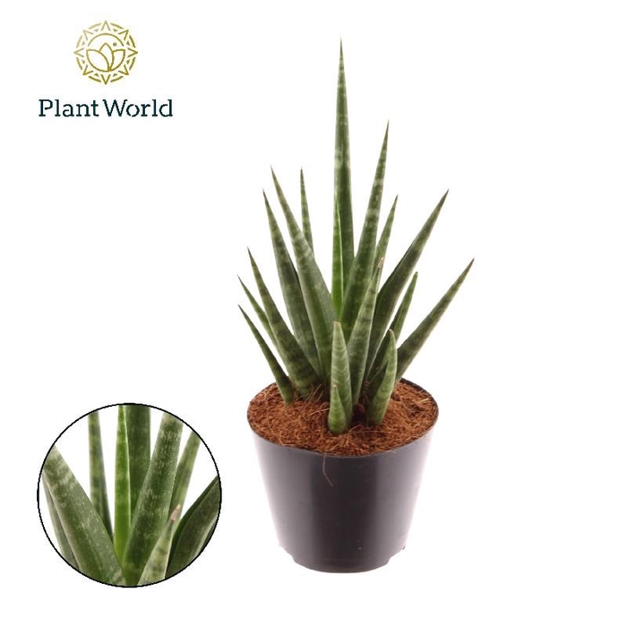 <h4>Sansevieria cylindrica overig</h4>