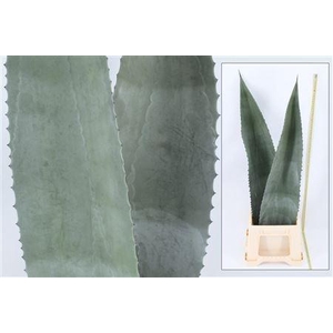 AGAVE AMERICANA BLAD