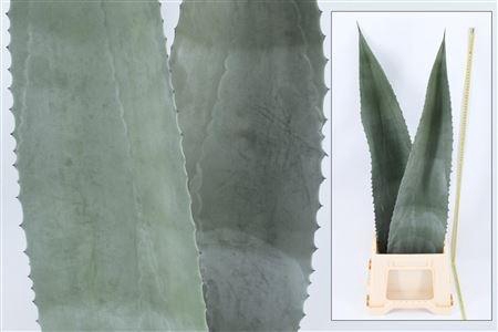 <h4>AGAVE AMERICANA BLAD</h4>