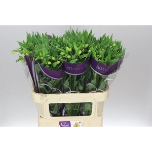 Alstro Morning Star Xl
