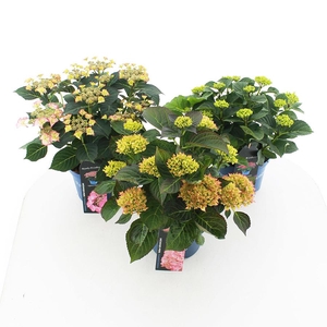 Hydrangea macr. Royalty Collection® MIX C3.5 (20cm.) Kn.