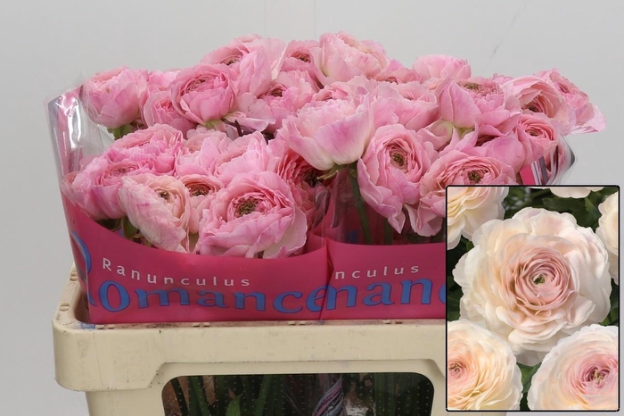 <h4>RAN ROMANCE MARITIME</h4>